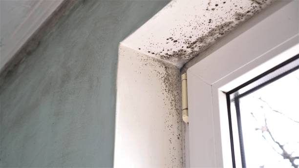 Mold Remediation for Vacation Homes in Mount Olive, NC