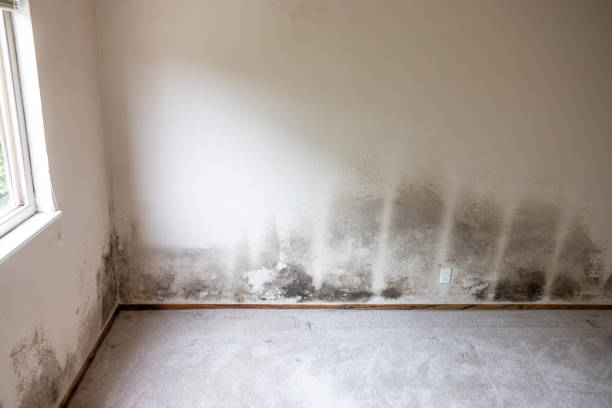 Professional Mold Inspection, Removal & Remediation in Mount Olive, NC